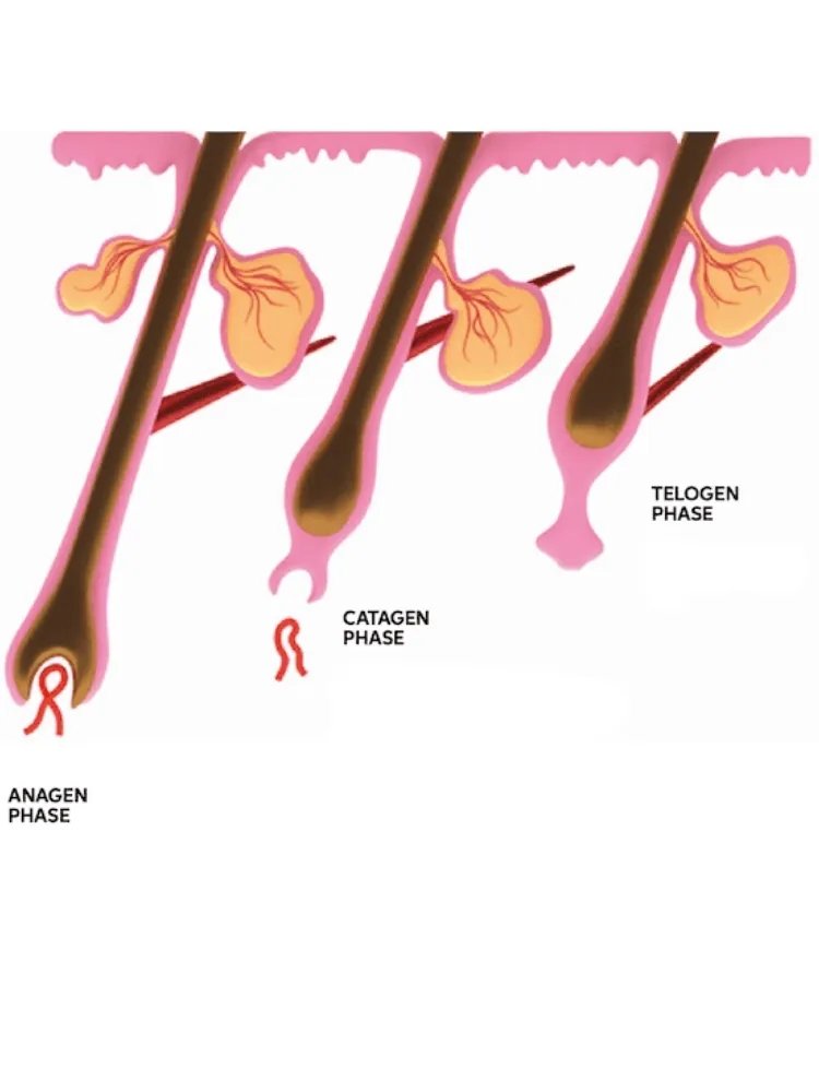 Diagram showing the three stages of the hair growth cycle.