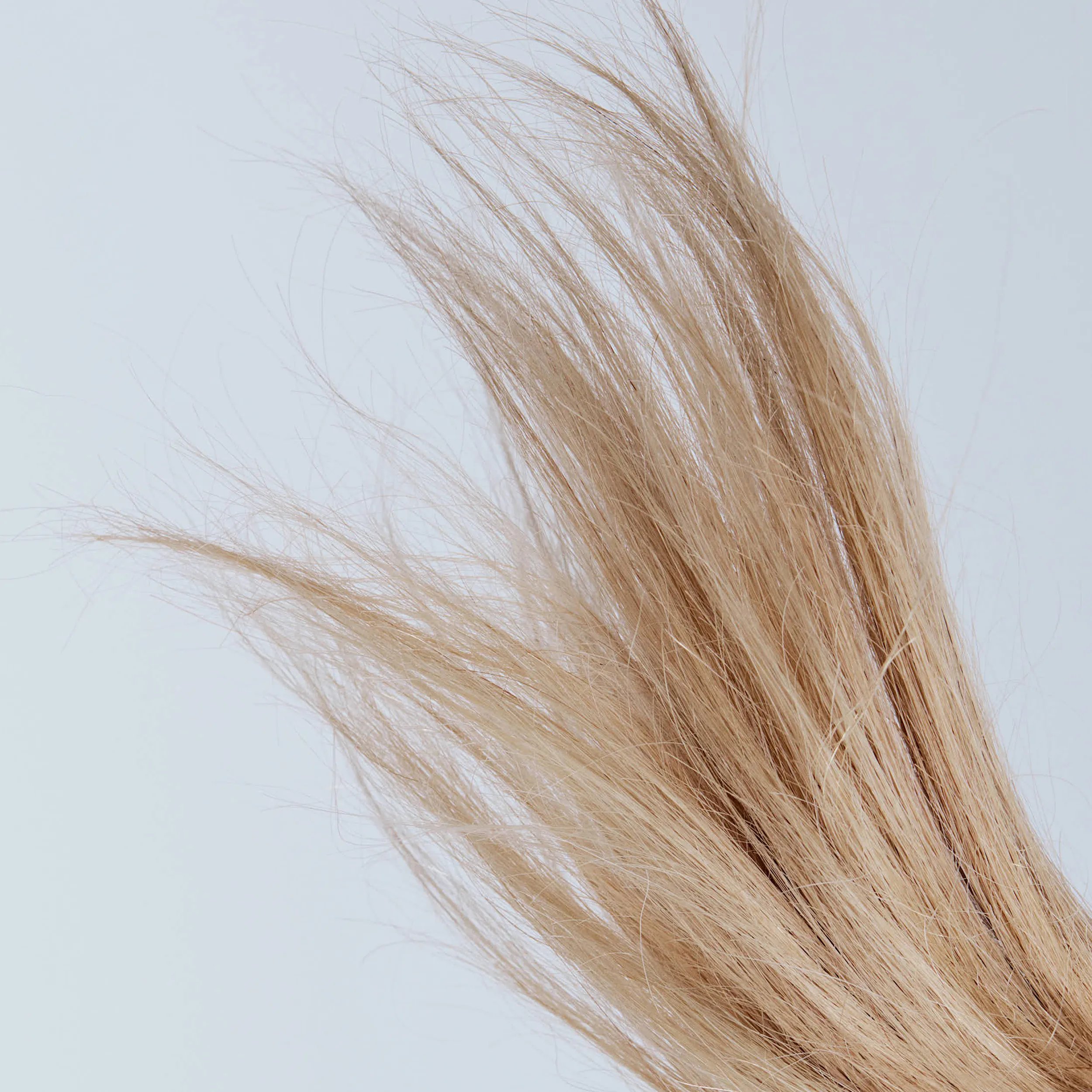 Close-up of light blonde, wispy hair against a light background.