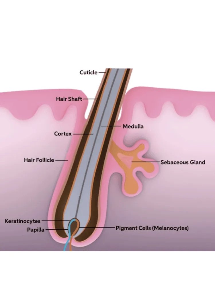 Diagram showing how the hair follicle leads into the hair shaft.