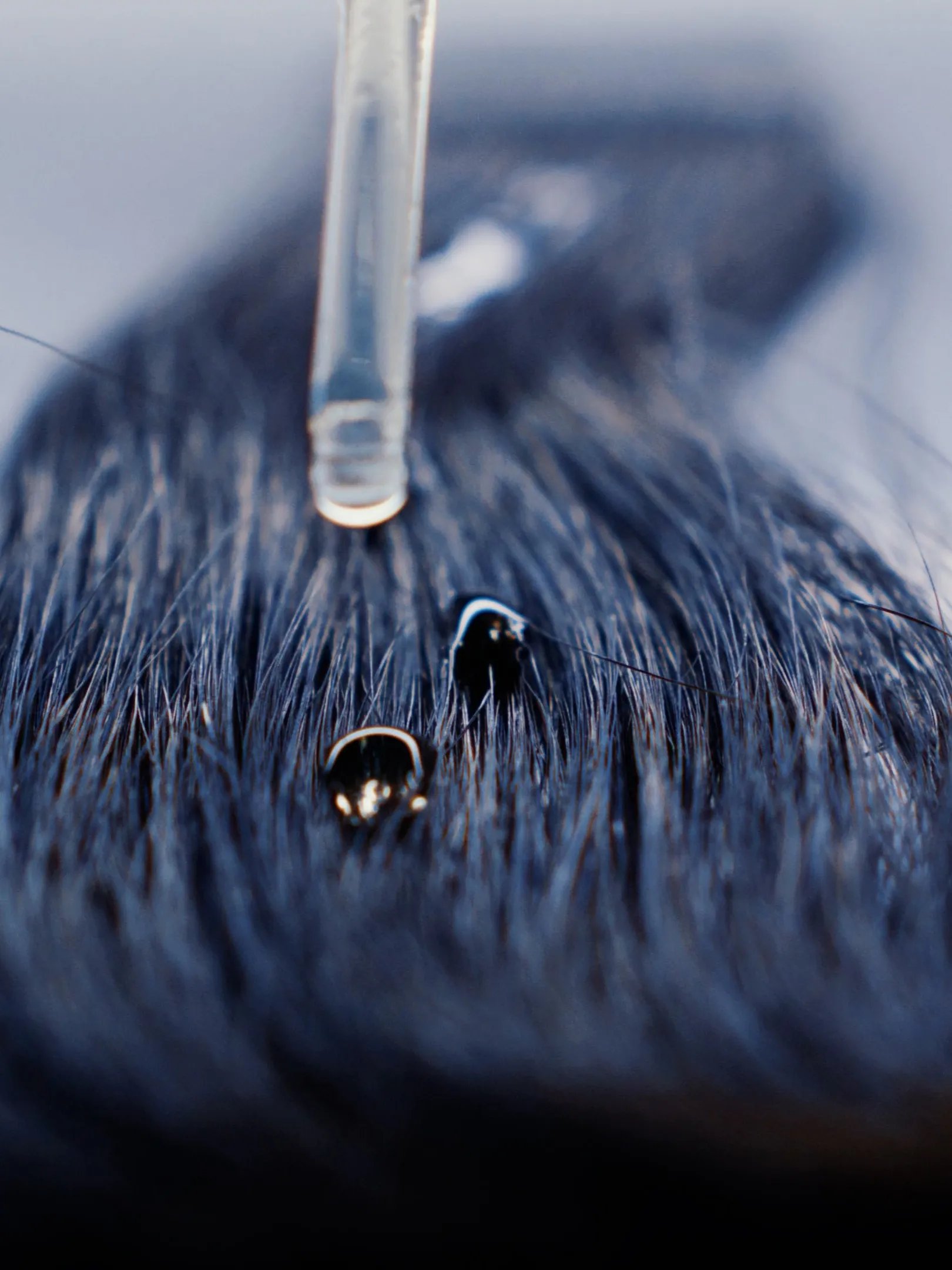 WellaPro_Blog_UnrulyHair_image4