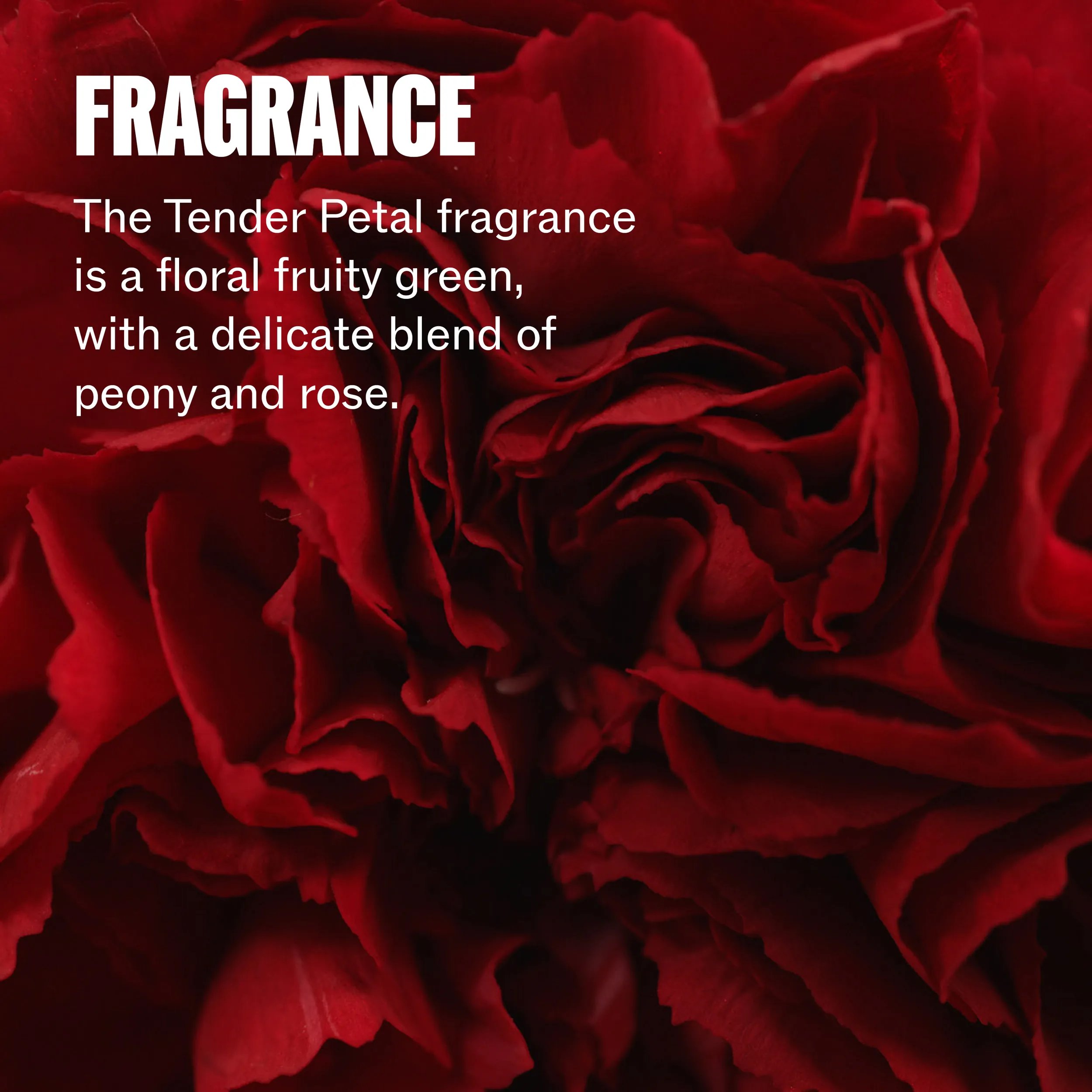 Zoomed in image of a rose. Text reads fragrance The Tender Petal fragrance is a floral, fruity green, with a delicate blend of peony and rose.