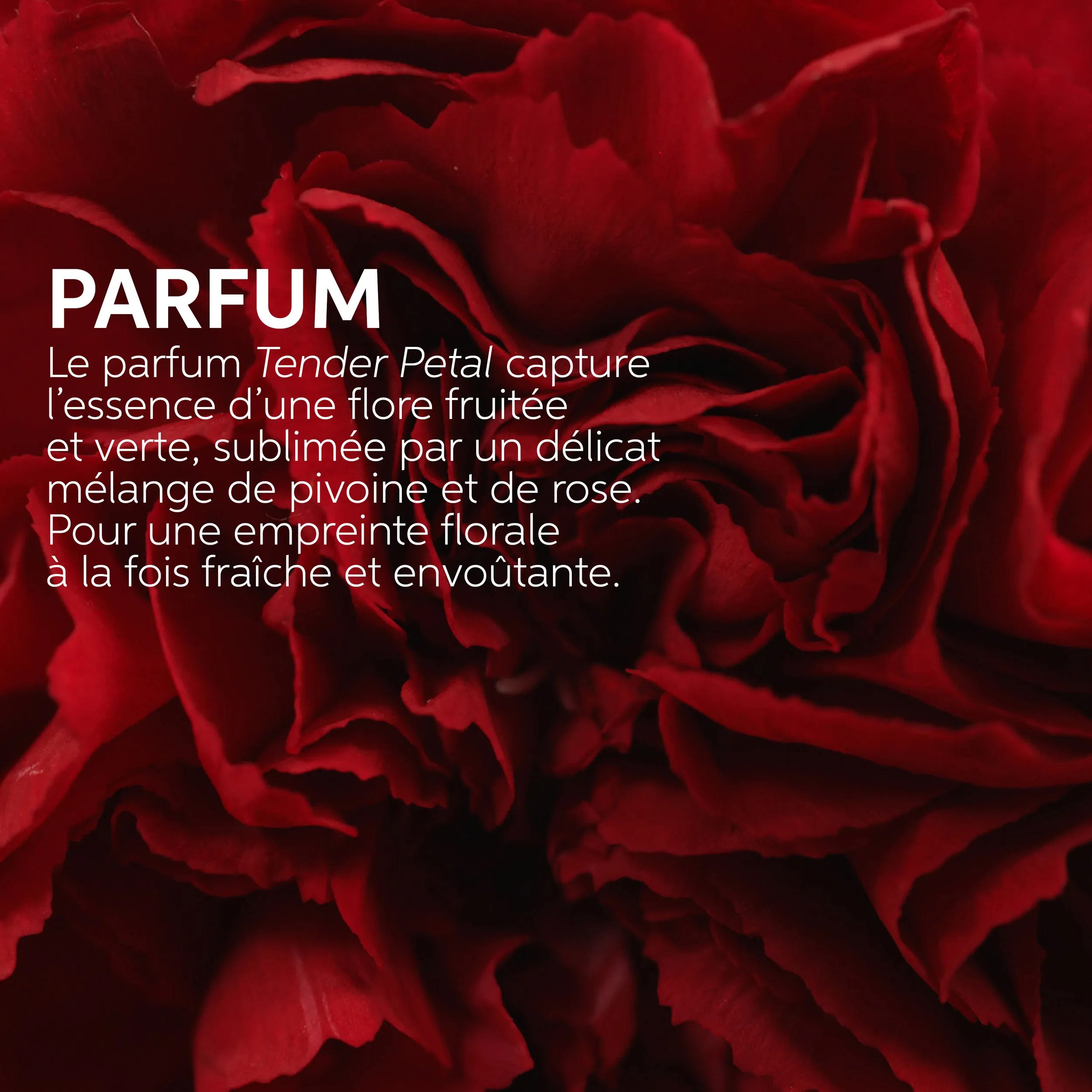 Image zoomée d'une rose. Le texte lit le parfum Le parfum Tender Petal est un vert floral et fruité, avec un mélange délicat de pivoine et de rose.