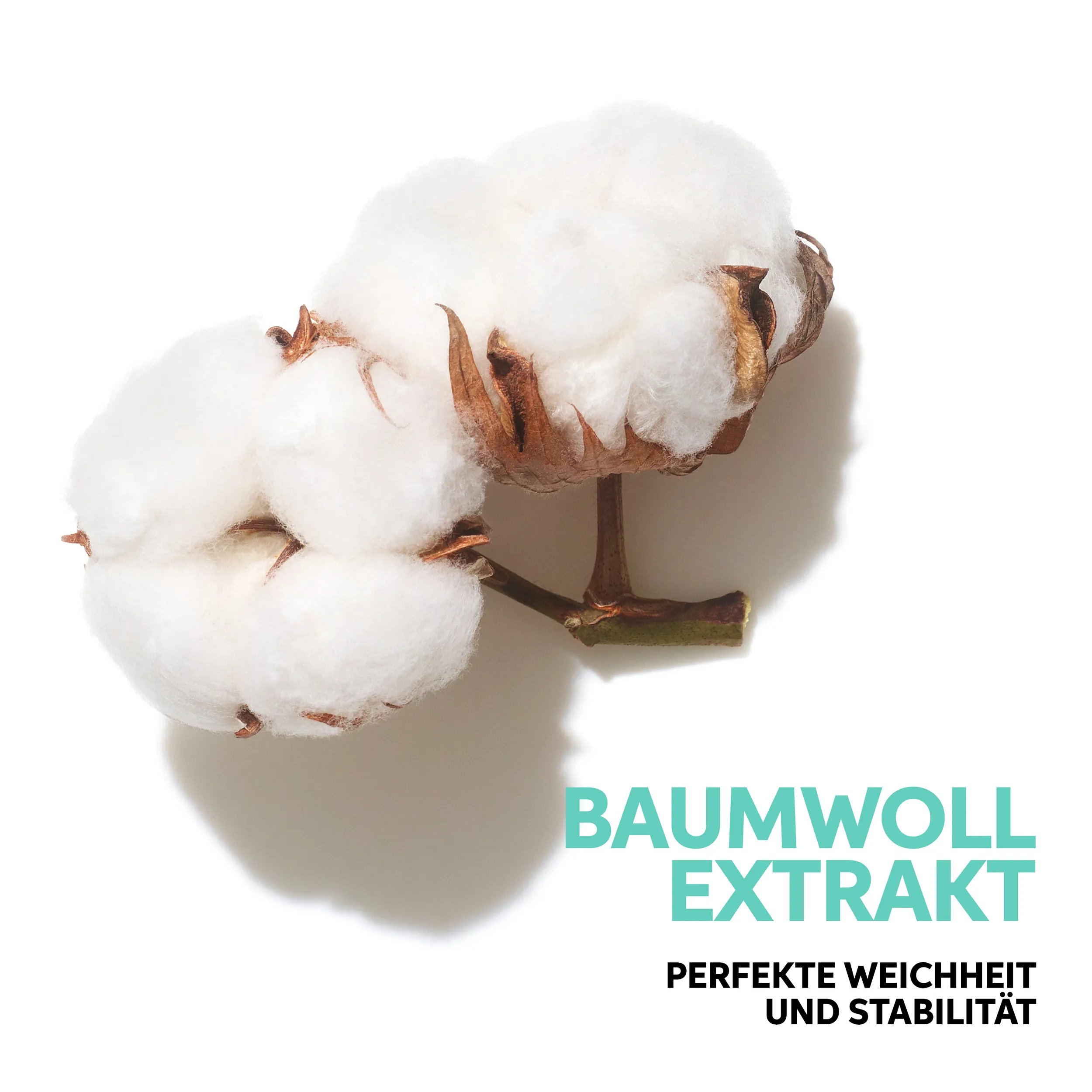 Baumwoll Extrakt auf weißem Hintergrund, steht für weichheit und stabilität