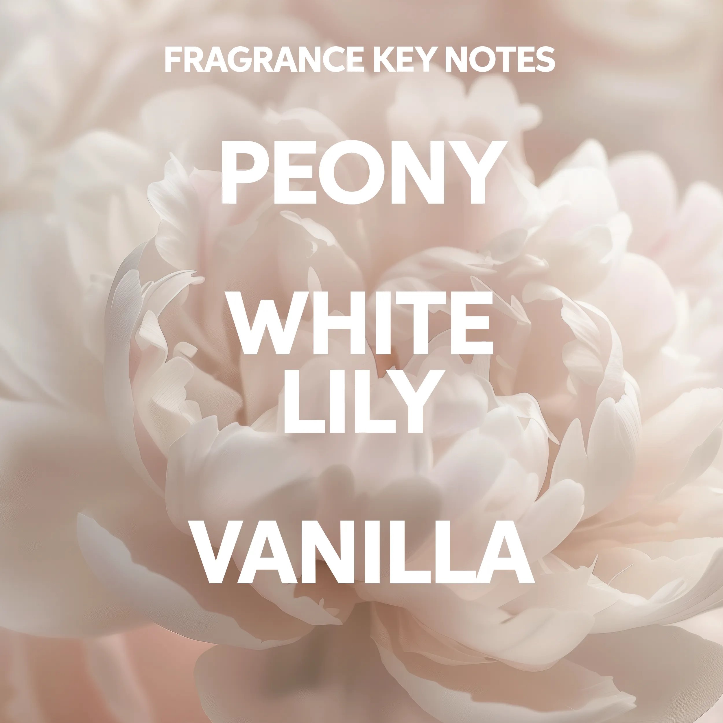 Zoomed in image of a white flower. Text reads fragrance key notes, peony, white lily, vanilla.